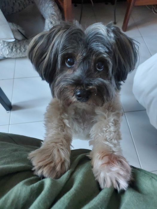 Cadela senior Morkie (Yorkshire Terrier+Malta)  p/ adopção