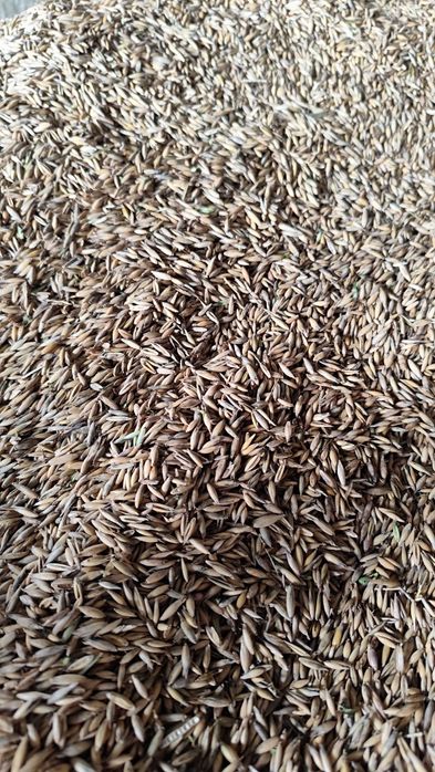 Owies tegoroczny ekologiczny