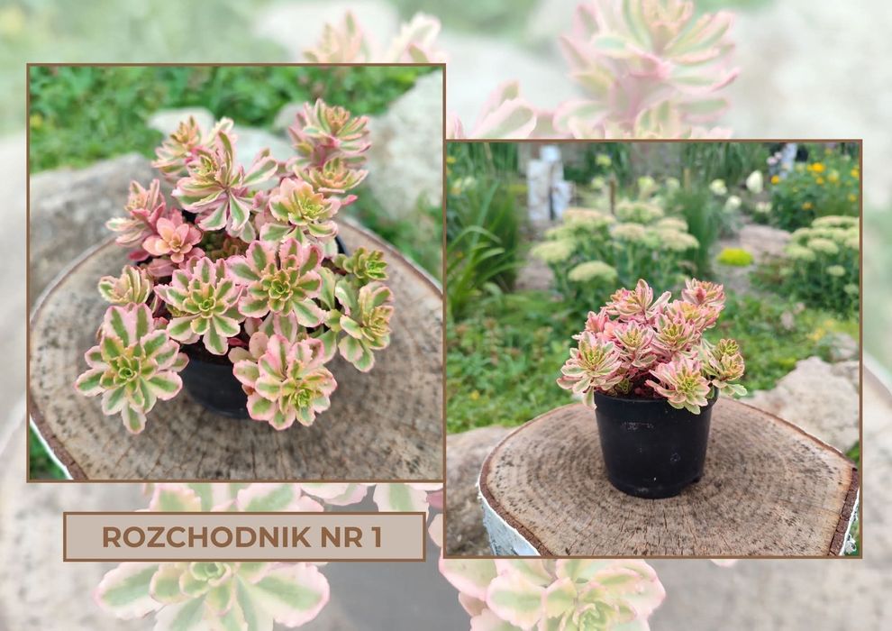 Rozchodniki, turzyce i kostrzewy