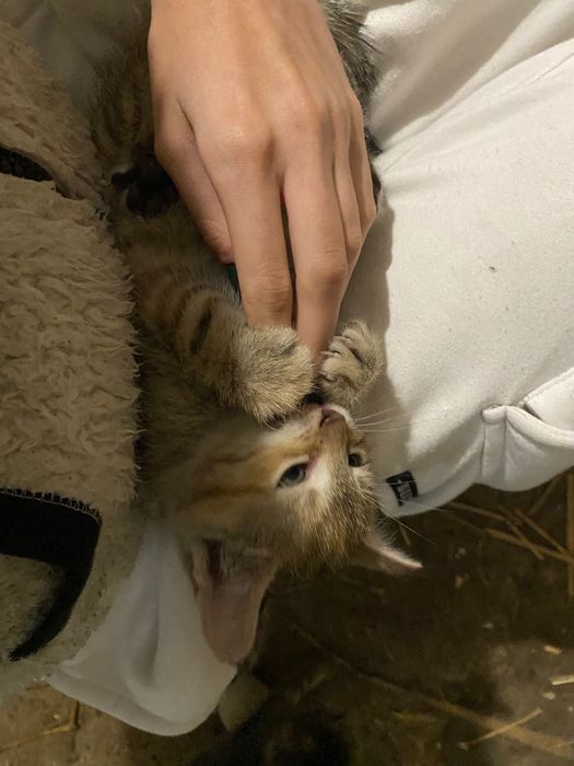 Urocze kociaki szukają nowego domku