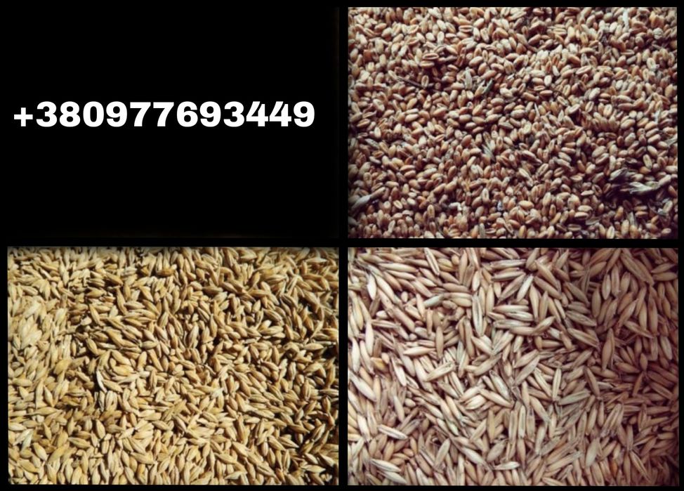 Пшениця, Ячмінь, Овес ціна 7500 за тону