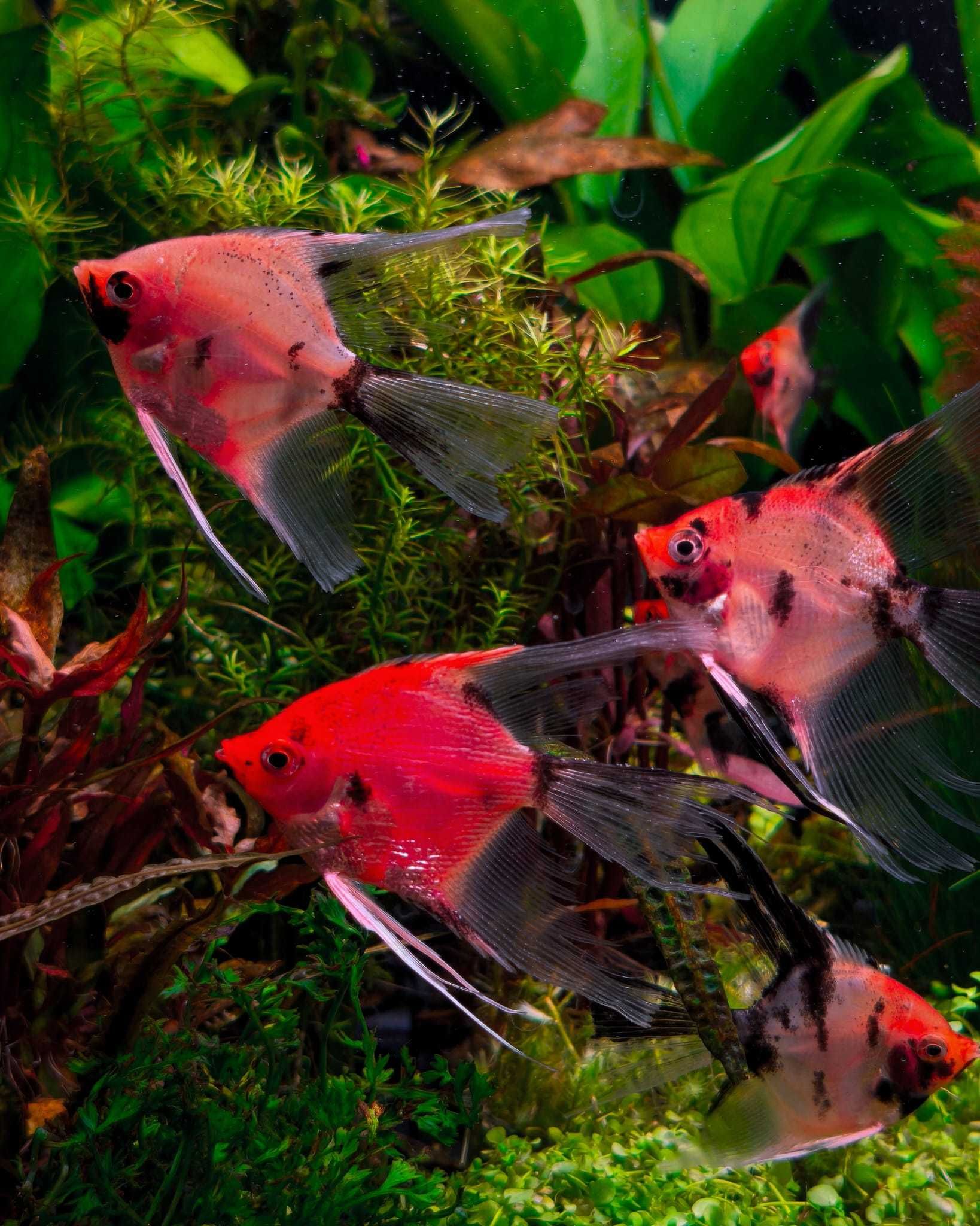Skalary Red Devil - Rarytas - Masson