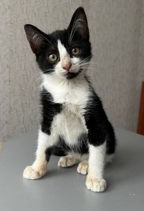 Отдам_ котята_ кошки_ яся