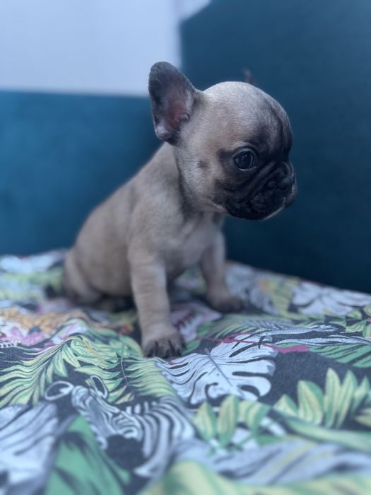 Buldog francuski suczka do odbioru