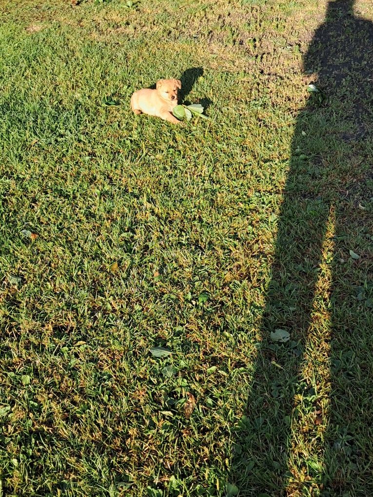 Oddam suczke w dobre ręce