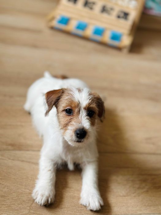 suczka Jack Russell terrier ZKWP/FCI szorstkowłosa