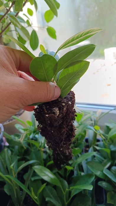 Дорослі фікус бонсай, та дітки Мокламе