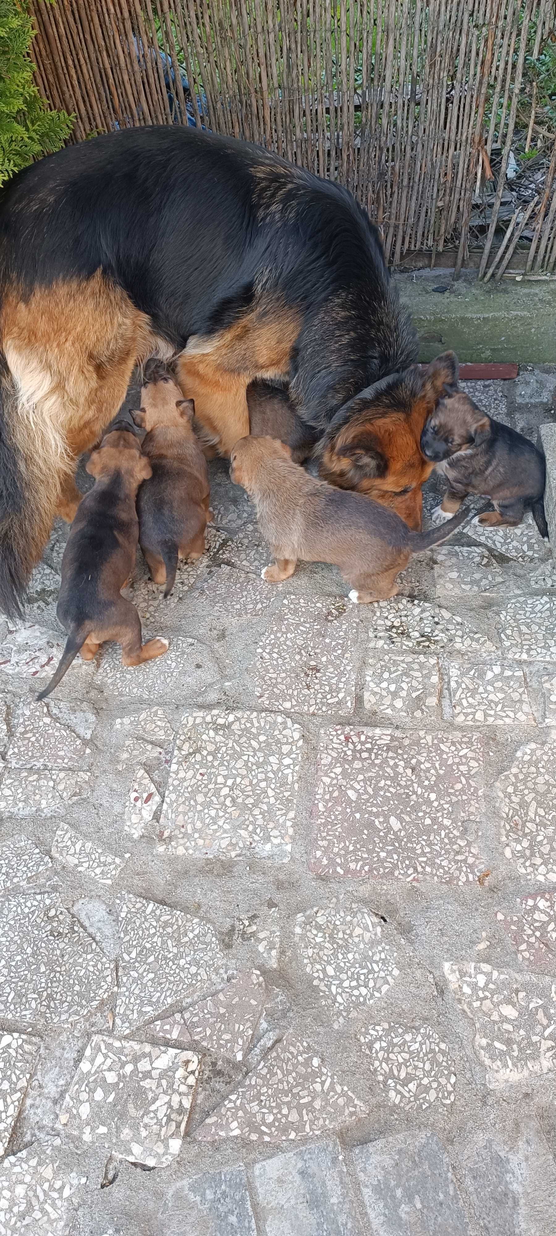 Piękne szczeniaki szukają domu .