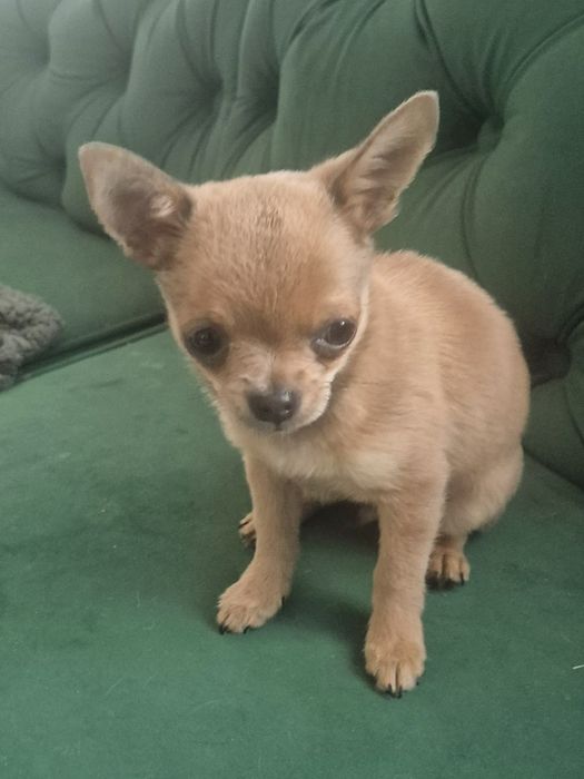 Śliczny maleńki chłopiec rasy Chihuahua