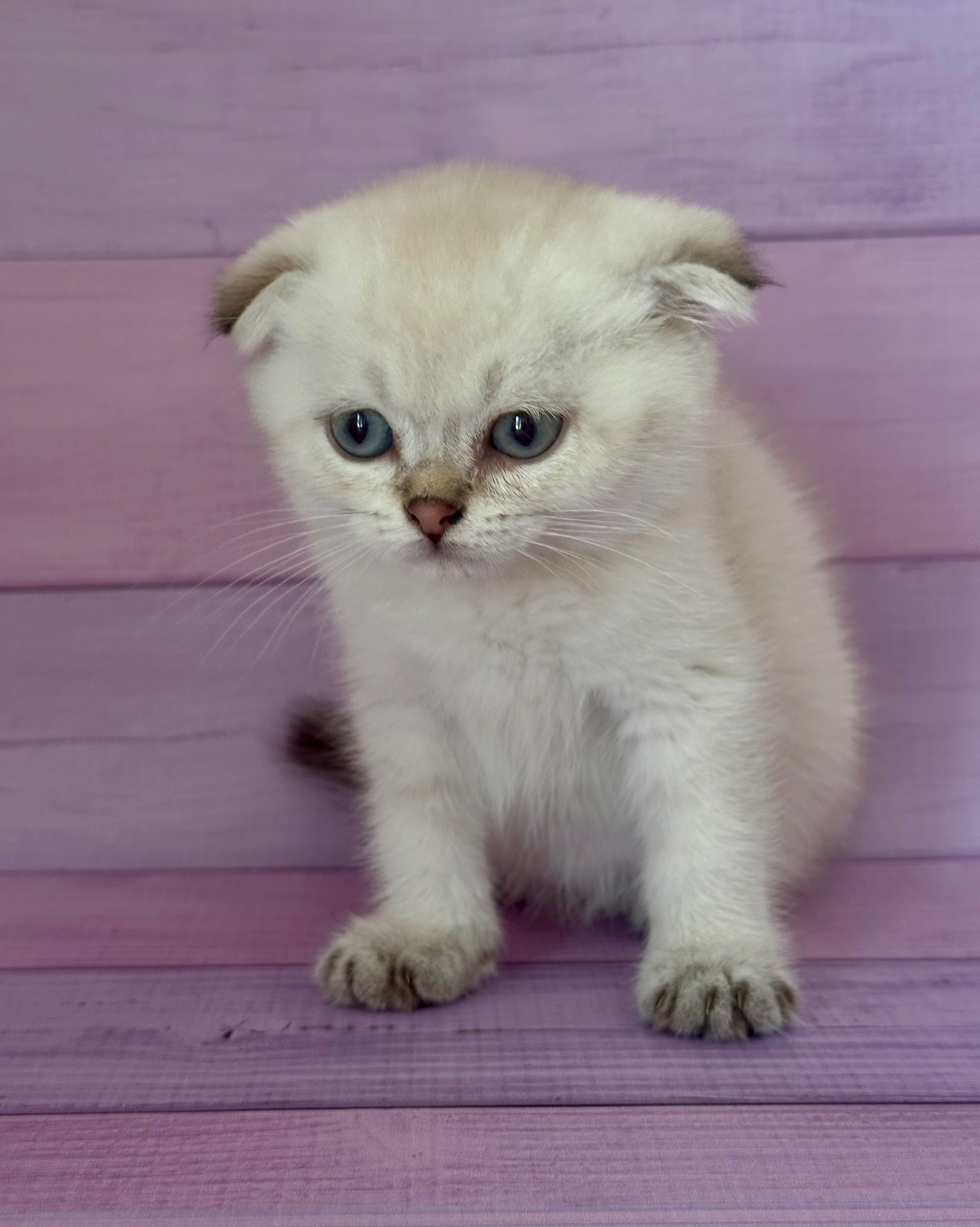 Scottish Fold macho