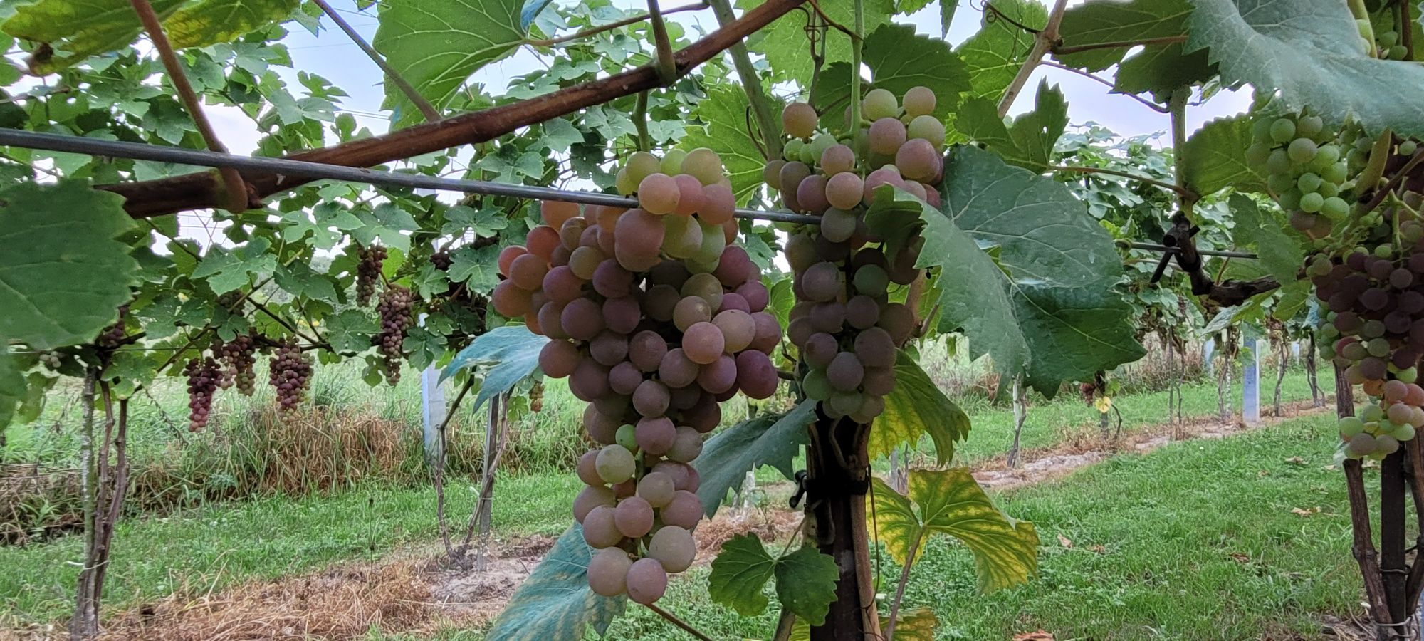 Winorośl sadzonka dwuletnia Einset Seedless