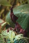 Parki Phyllocrania Paradoxa