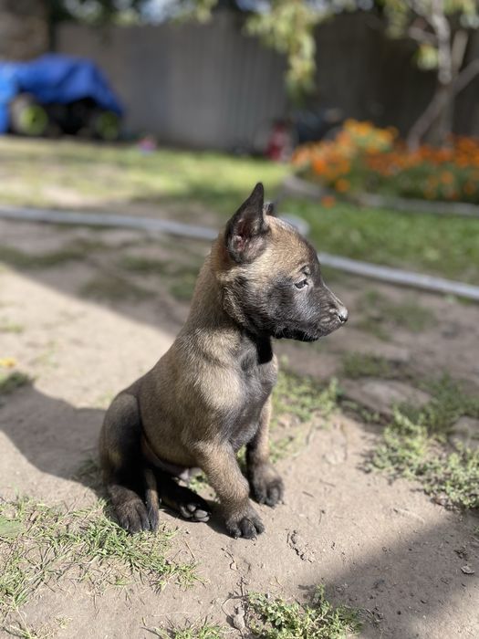 Щенки Бельгійської вівчарки Малінуа