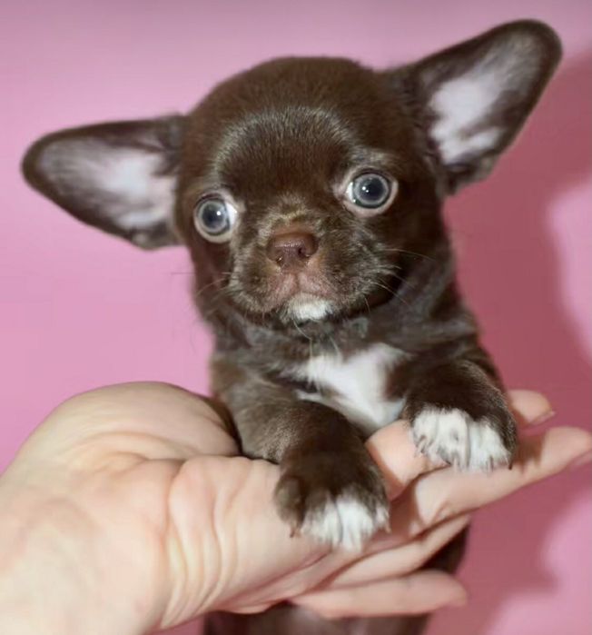 ,Щоколадні малюки під Ялиночку