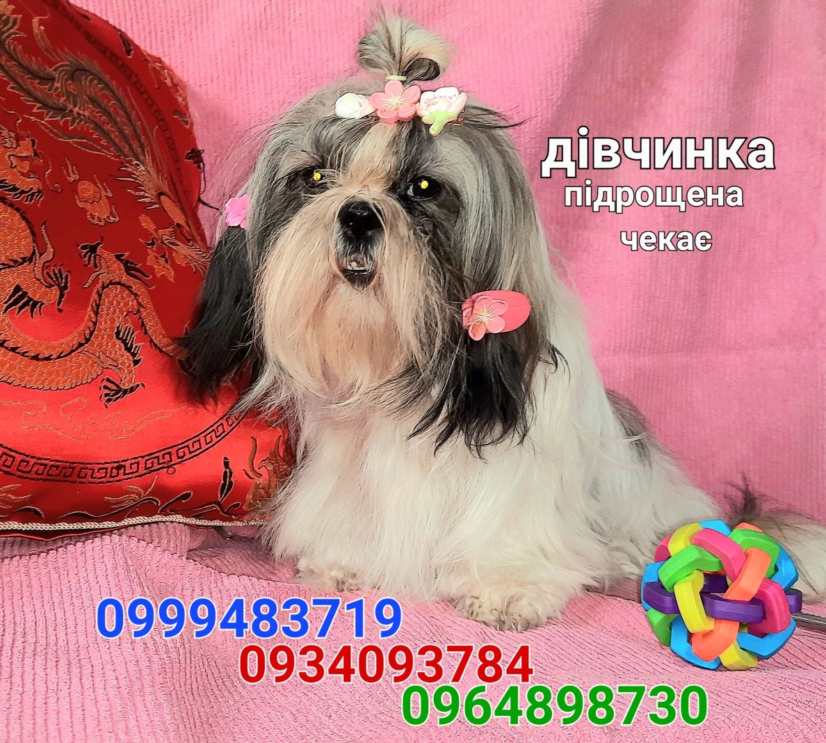 Чекають в люблячі родини ши-тцу
