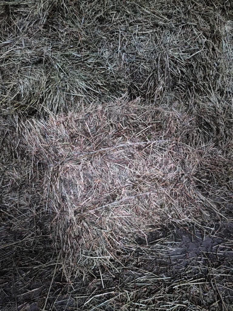 Siano w kostkach, tegoroczne, piękne