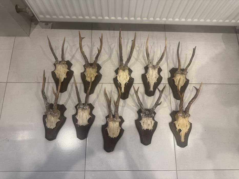 Poroże koziołka na sprzedaż !!!