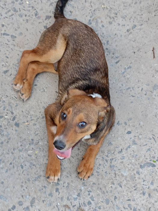 Рокки ищет семью