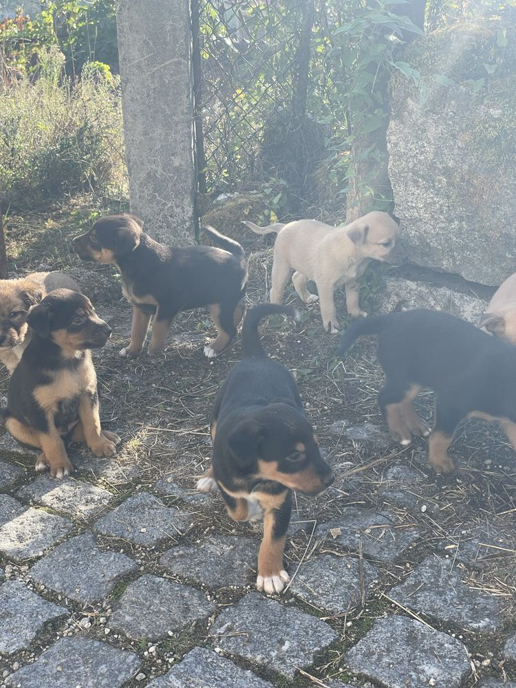 Cachorrinhos para adoção