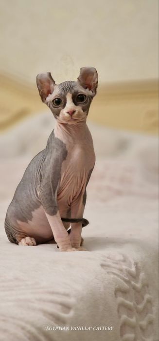 Канадські Сфінкси та Ельфи хлопчики та дівчинки різні окраси.