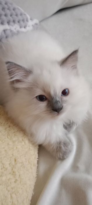 Cudny Kocurek ragdoll