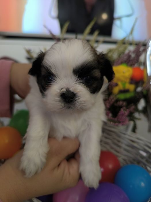 Suczka shih tzu Zhpr UCI umowa chip wyprawka rodowód 4 pokoleniowy