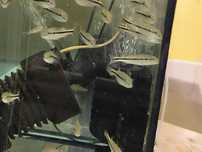 Cichla Piquitti azul