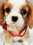 Cawalier King Charles spaniel suczka do odbioru badania genetyczne