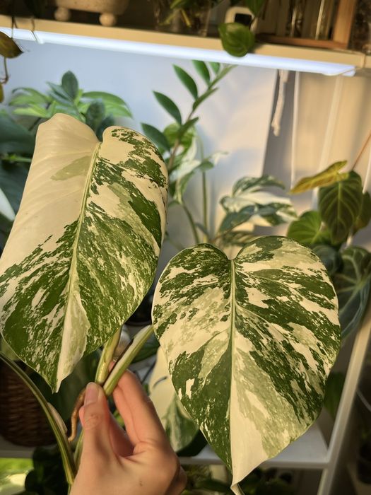 Верхівки монстери альби 2шт