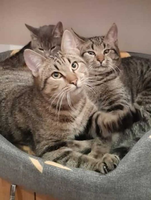 віддам кота кошеня хлопці 10міс щеплені