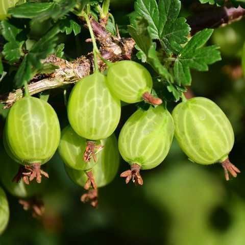 Саджанці аґрусу різних сортів/Саженцы крыжовника/Агрус на штамбі