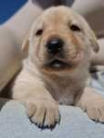 Lablador retriever z 11.04 -  Rodowód