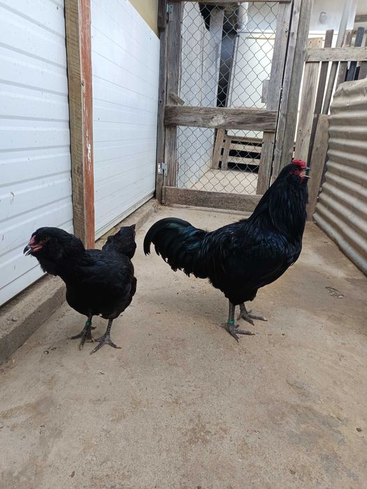 Casais de Ameraucanas