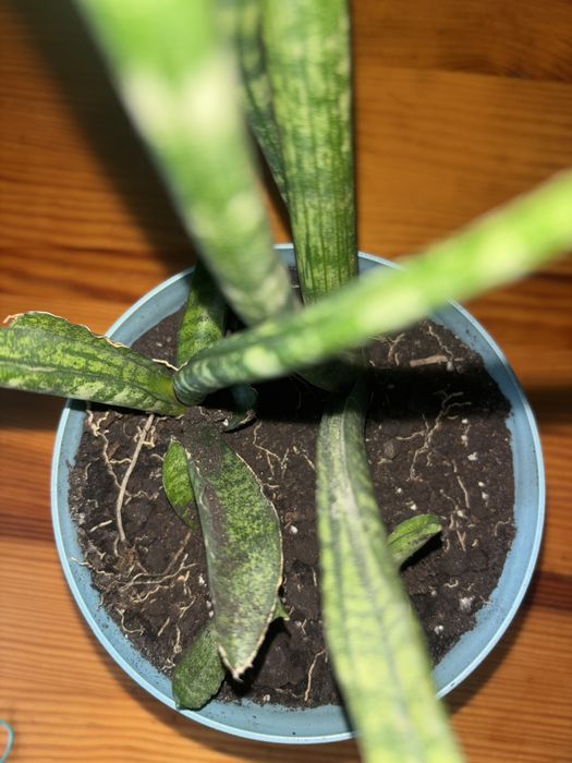 Сансевієрія, квітка, квіти, кімнатні, дім, сад