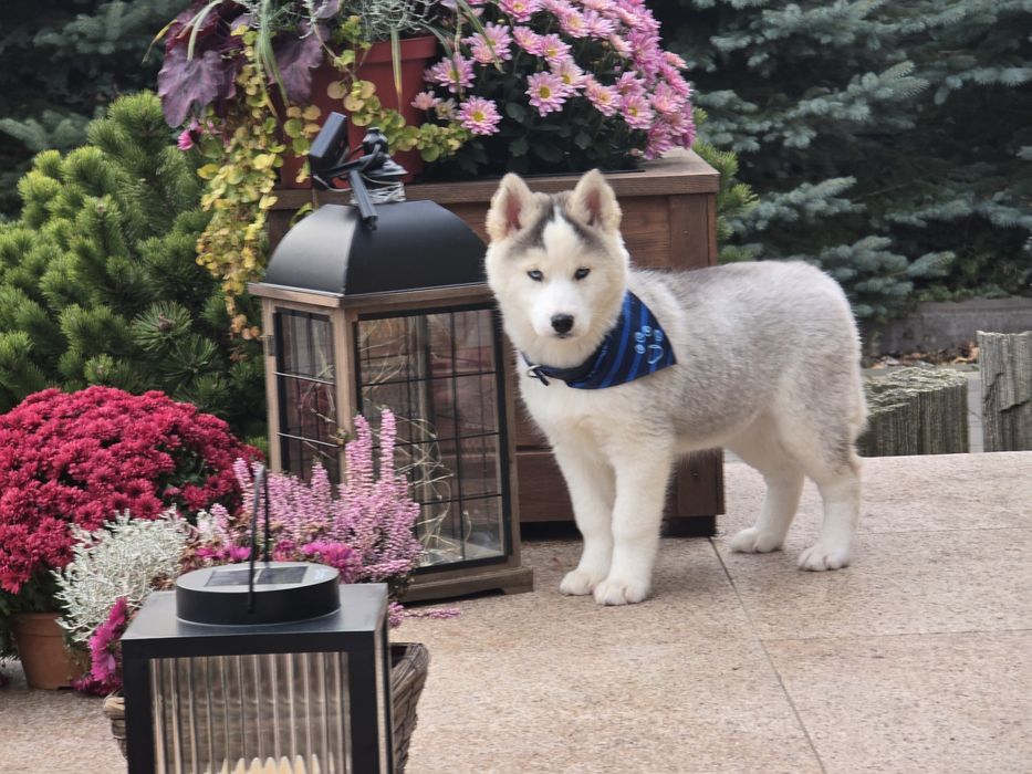 Siberian husky- Suczka z niebieskimi oczkami