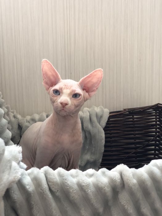 Сфинкс голубоглазая девочка