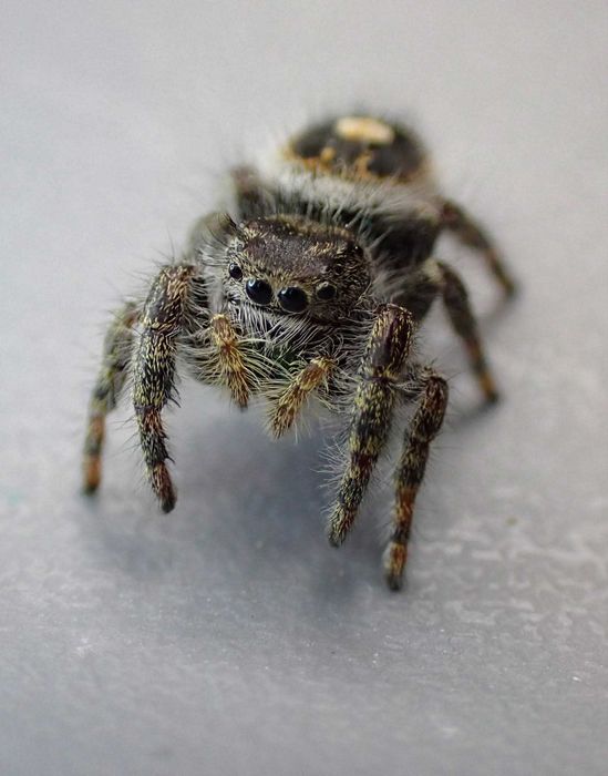 Skakun Phidippus bryantae oregon L8