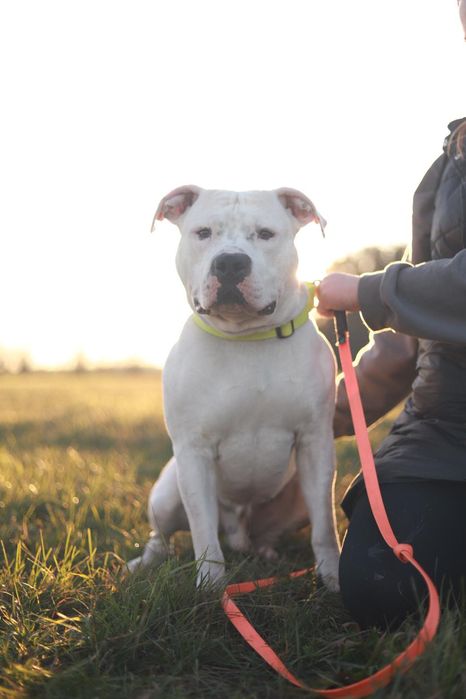 Energiczny, towarzyski samiec w typie rasy szuka domu
