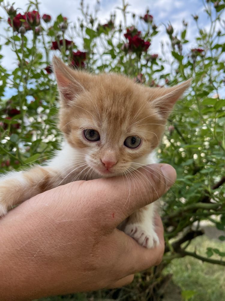 Кошенята,коти, котята