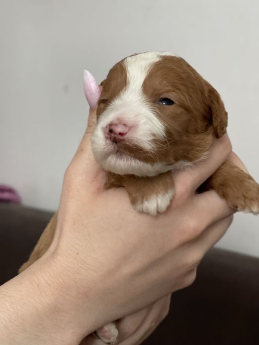 Goldendoodle f1b Medium - badania genetyczne