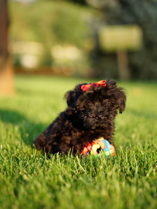 Мальтипу самая веселая порода