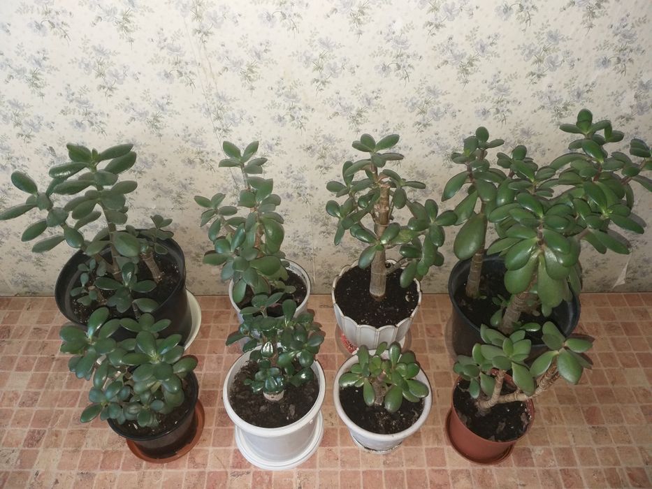 Денежное дерево. Толстянка. Крассула. Грошове дерево.