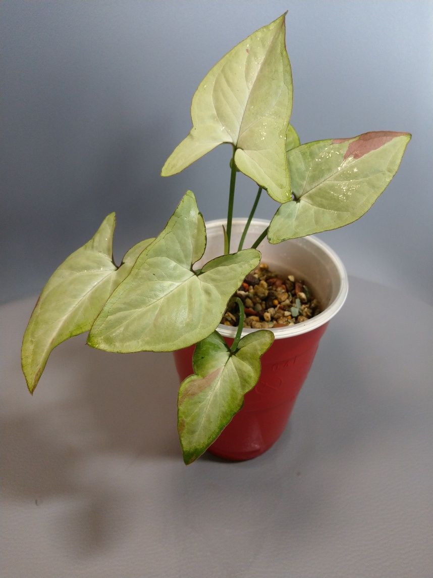 Syngonium Strawberry Milk