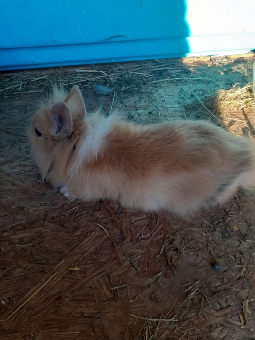 Króliki miniaturki i baranki