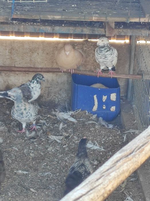 Pombos e rolas de várias raças