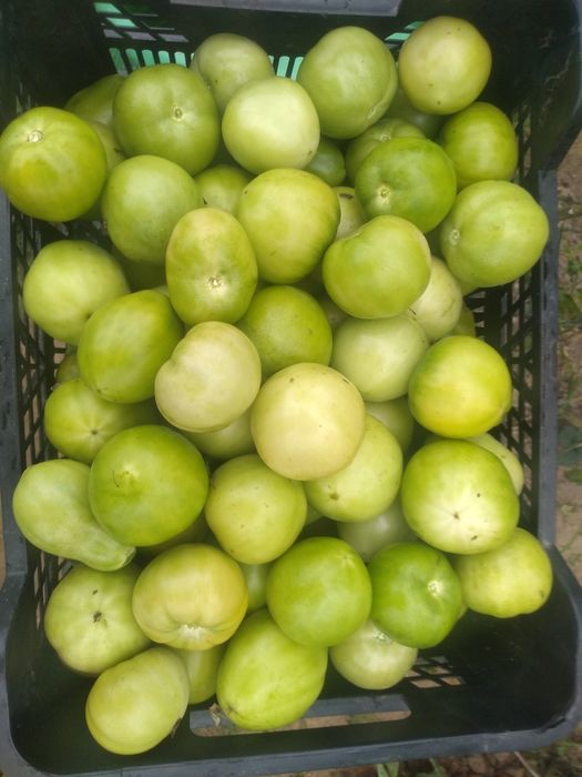 Wysyłam Zielone pomidory ekologiczne tunelowe