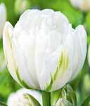 Tulipany pełne Mount Tacoma 30 cebulek za 79 zł
