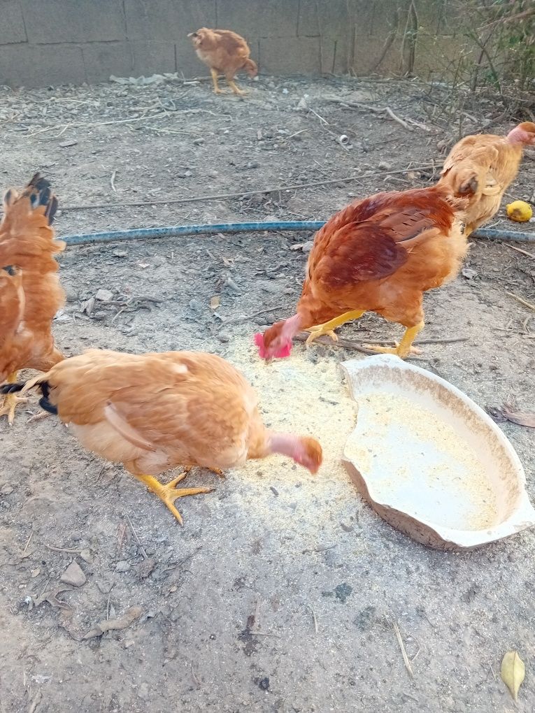 Frango do campo caseiro