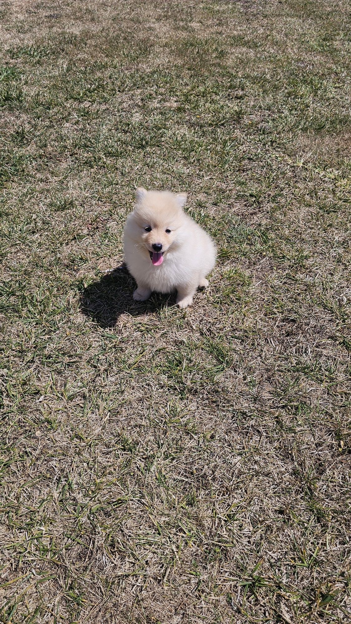 Spitz alemão anão