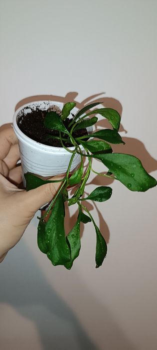 Hoya hoja manipurensis